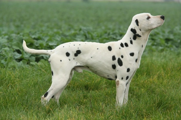 Do dalmatians deals like water