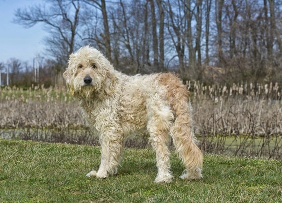 Goldendoodle Dogs Breed - Information, Temperament, Size & Price | Pets4Homes