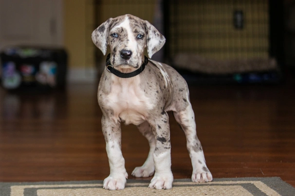 Merle store dane puppy