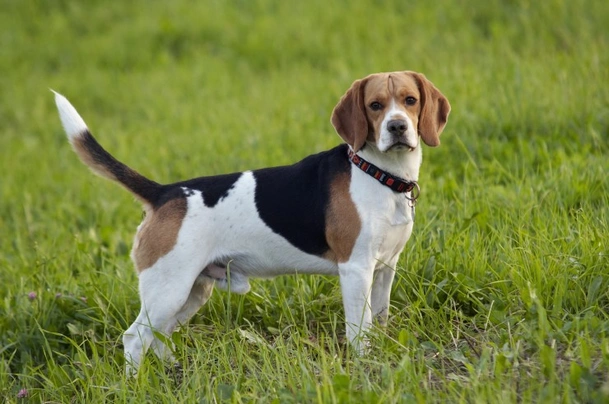 Beagle Dogs Razza - Prezzo, Temperamento & Foto | AnnunciAnimali