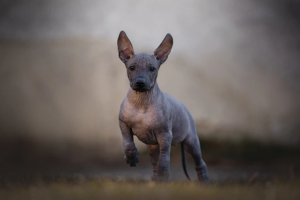 Mexický naháč Dogs Informace - velikost, povaha, délka života & cena | iFauna