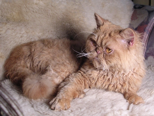 Česká kadeřavá kočka Cats Informace - velikost, povaha, délka života & cena | iFauna