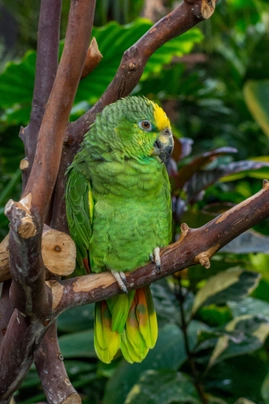 Amazoňan žlutohlavý Birds Informace - velikost, povaha, délka života & cena | iFauna