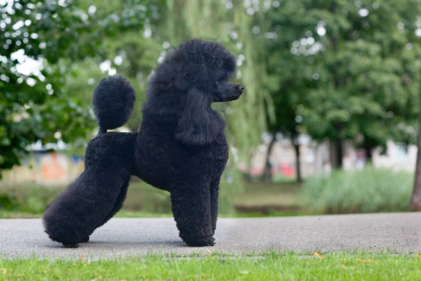 Standard Poodle Dogs Breed | Facts, Information and Advice | Pets4Homes