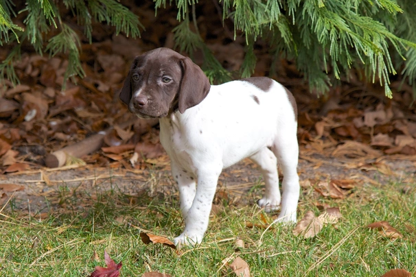 Německý krátkosrstý ohař Dogs Informace - velikost, povaha, délka života & cena | iFauna