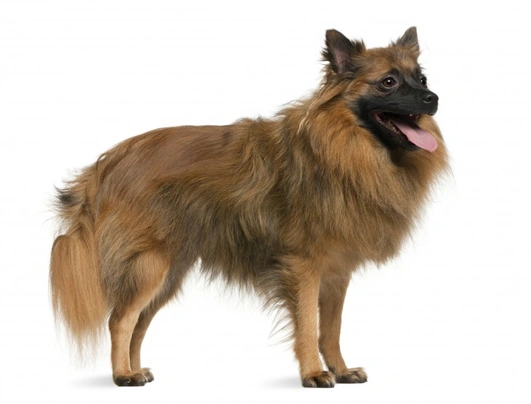 German spitz mittel store price