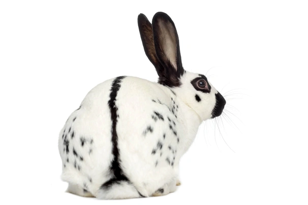 English Rabbits Breed - Information, Temperament, Size & Price | Pets4Homes
