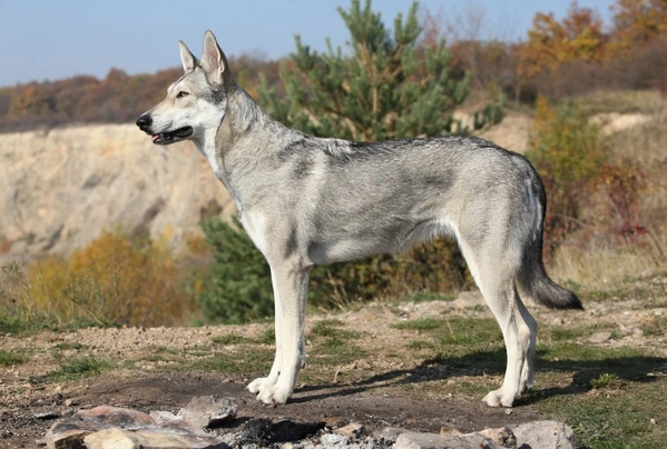 Saarloosův vlčák Dogs Plemeno / Druh: Povaha, Délka života & Cena | iFauna