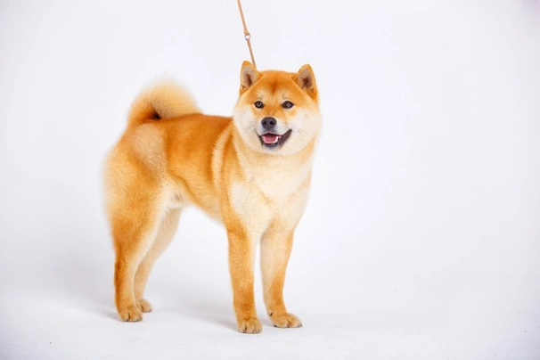 Japanese Shiba Inu Dogs Breed - Information, Temperament, Size & Price | Pets4Homes