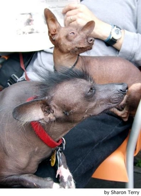Xoloitzcuintle - Perro Sin Pelo Mexicano Dogs Raza - Características, Fotos & Precio | MundoAnimalia