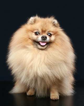 Pomeranian/Trpasličí špic Dogs Informace - velikost, povaha, délka života & cena | iFauna