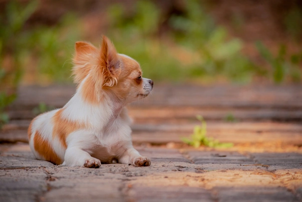 Čivava Dogs Plemeno / Druh: Povaha, Délka života & Cena | iFauna