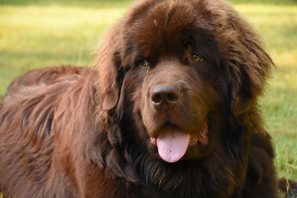 Newfie dog 2024