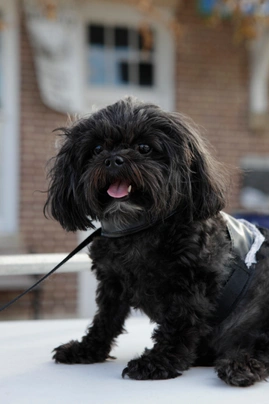 Shih poo hot sale dog black