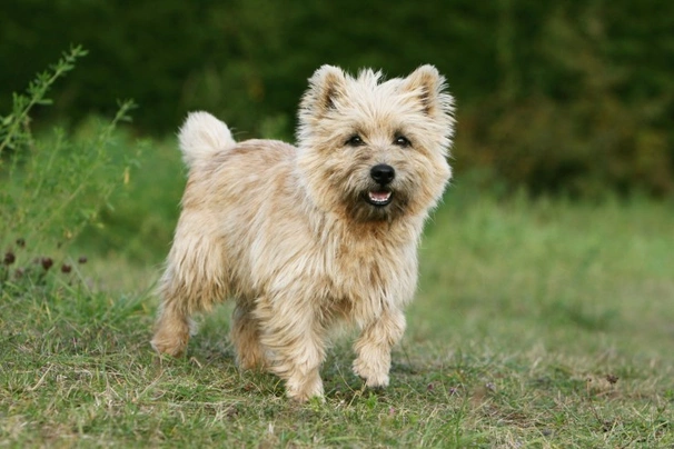 Cairn Terrier Dogs Raza - Características, Fotos & Precio | MundoAnimalia