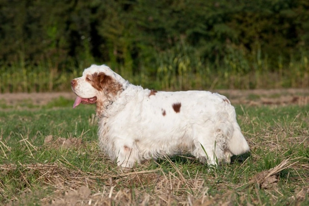 Clumber Spaniel Dogs Raza - Características, Fotos & Precio | MundoAnimalia