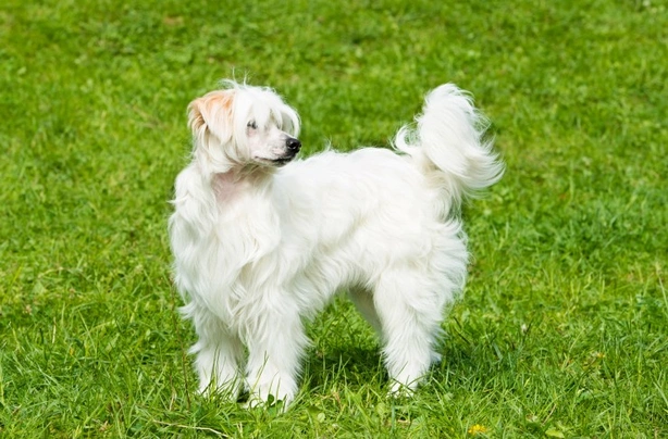 Chinese Crested Dogs Breed | Facts, Information and Advice | Pets4Homes