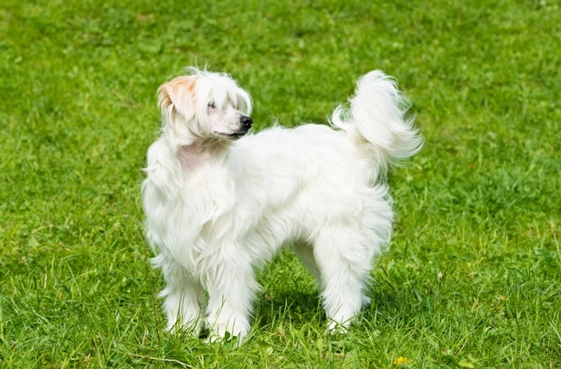 Powder puff best sale dog breed