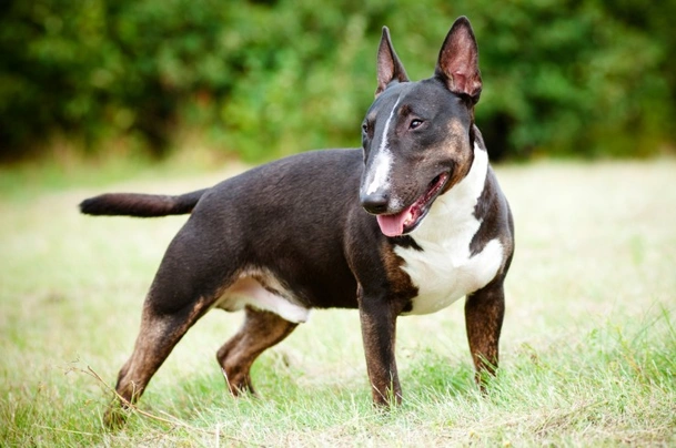 English Bull Terrier Dogs Raza - Características, Fotos & Precio | MundoAnimalia