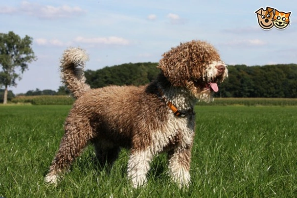 English best sale water dog