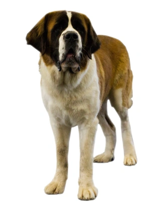 Sint Bernard Langhaar Dogs Ras: Karakter, Levensduur & Prijs | Puppyplaats