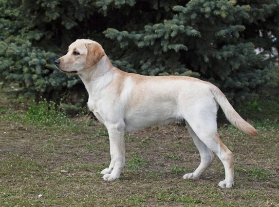 Goldador shedding store