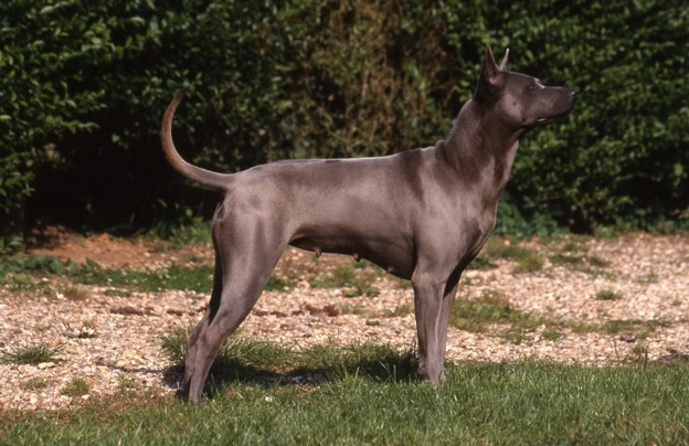 Thajský ridgeback Dogs Informace - velikost, povaha, délka života & cena | iFauna