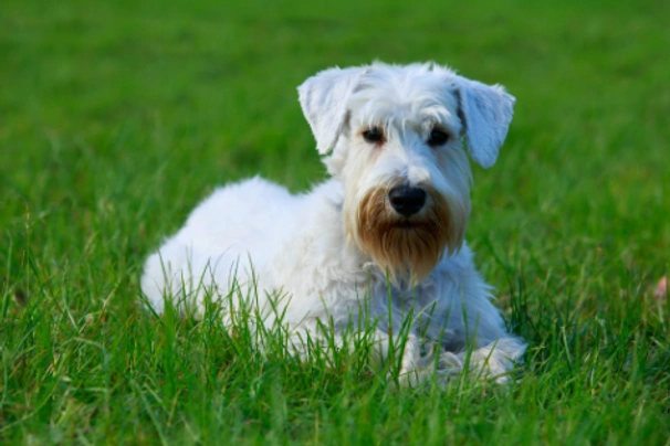 Terrier best sale de sealyham