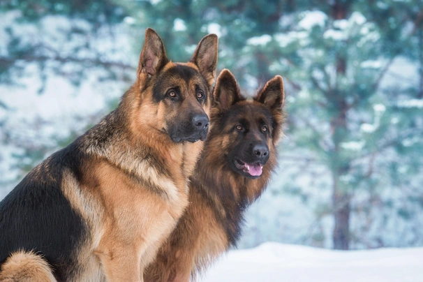 Německý ovčák Dogs Informace - velikost, povaha, délka života & cena | iFauna