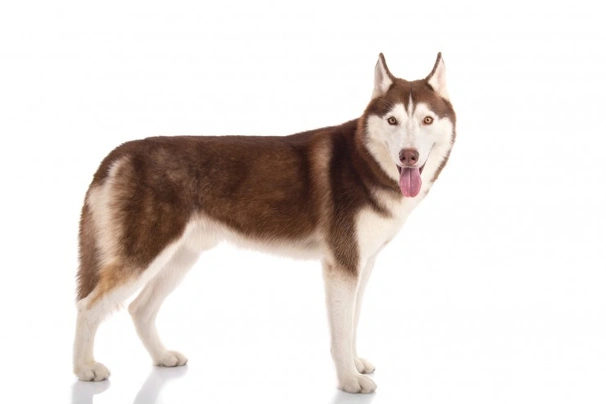Siberian Husky Dogs Breed | Facts, Information and Advice | Pets4Homes