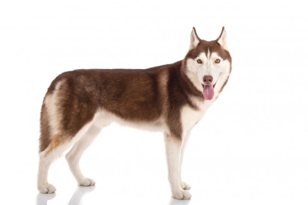 Siberian Husky Dogs Razza - Prezzo, Temperamento & Foto | AnnunciAnimali