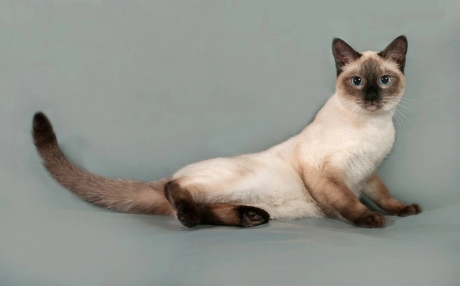 Siamese Thai Cats Razza - Prezzo, Temperamento & Foto | AnnunciAnimali