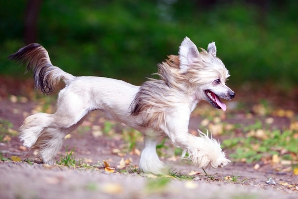 Chinese crested 2024 puffball dog