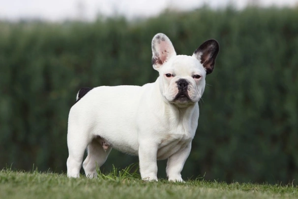 son bulldogs de alto mantenimiento