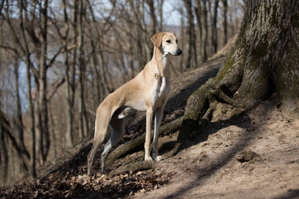 Sloughi Dogs Ras: Karakter, Levensduur & Prijs | Puppyplaats