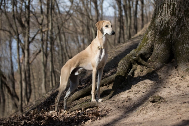 Sloughi Dogs Plemeno / Druh: Povaha, Délka života & Cena | iFauna