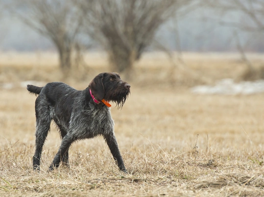 Duitse Staande Hond Draadhaar Dogs Ras: Karakter, Levensduur & Prijs | Puppyplaats