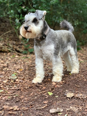 Miniature schnauzer 2024 average price