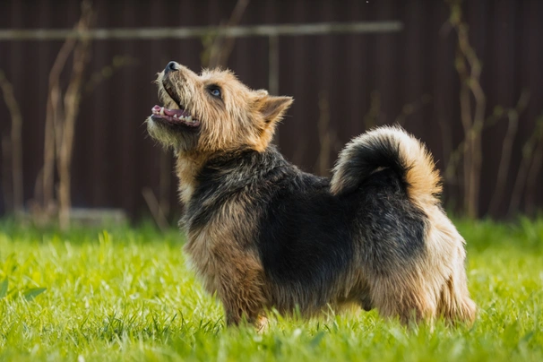 Norwich Terrier Dogs Raza - Características, Fotos & Precio | MundoAnimalia