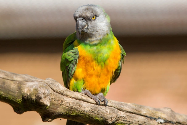 Papoušek senegalský Birds Informace - velikost, povaha, délka života & cena | iFauna