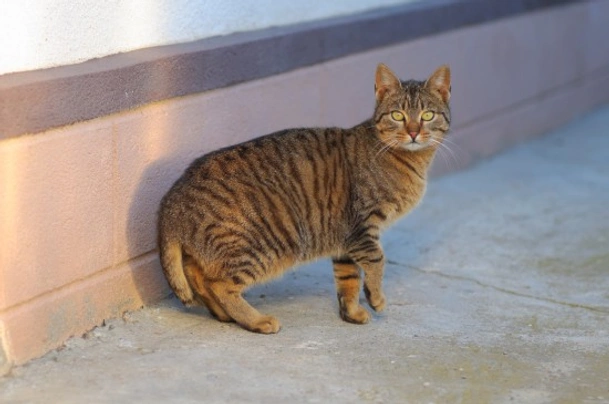 Americký  bobtail Cats Informace - velikost, povaha, délka života & cena | iFauna