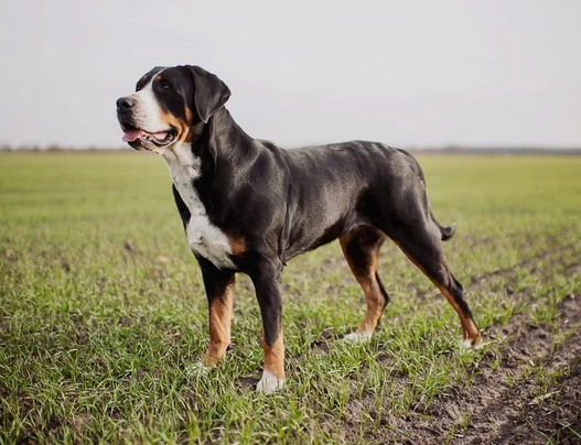 Short haired swiss mountain sales dog