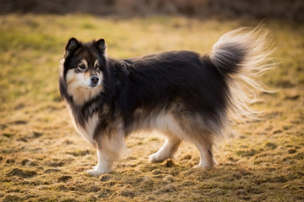 Perro Finlandés de Laponia Dogs Raza | Datos, Aspectos destacados y Consejos de compra | MundoAnimalia