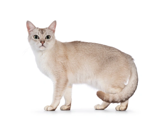 Burmilla Cats Informace - velikost, povaha, délka života & cena | iFauna