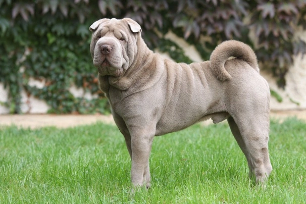 Shar Pei Dogs Breed - Information, Temperament, Size & Price | Pets4Homes