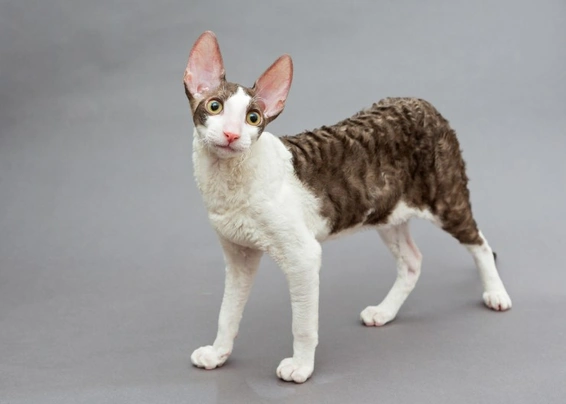 Cornish Rex Cats Raza - Características, Fotos & Precio | MundoAnimalia