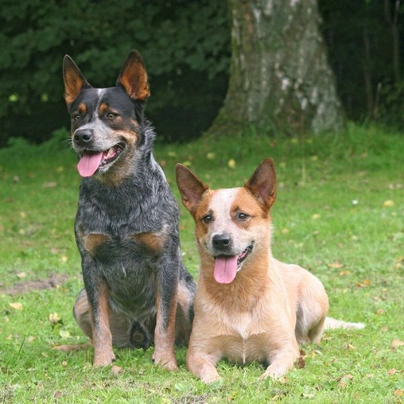 Australian Cattle Dog Dogs Razza | Carattere, Prezzo, Cuccioli, Cure e Consigli | AnnunciAnimali