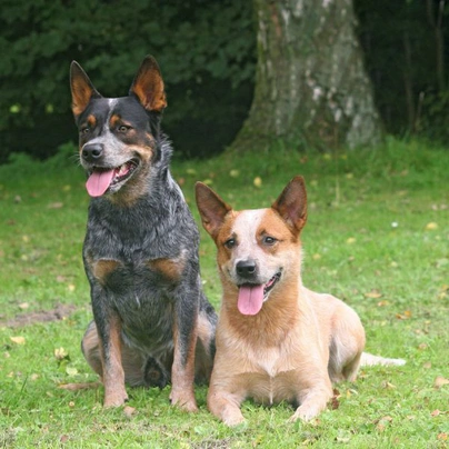 Red and store blue cattle dogs