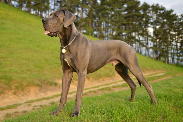 Great Dane Dogs Breed - Information, Temperament, Size & Price | Pets4Homes