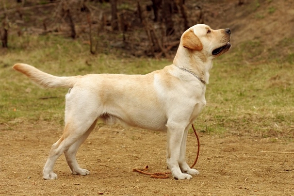 Labrador Retriever Dogs Breed - Information, Temperament, Size & Price | Pets4Homes